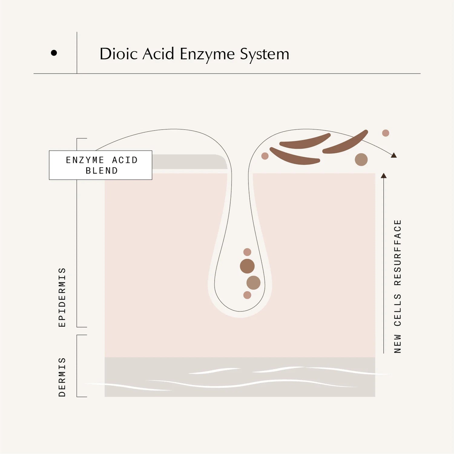 Complexion Clarifying Accelerator - Dioic & Mandelic Complex