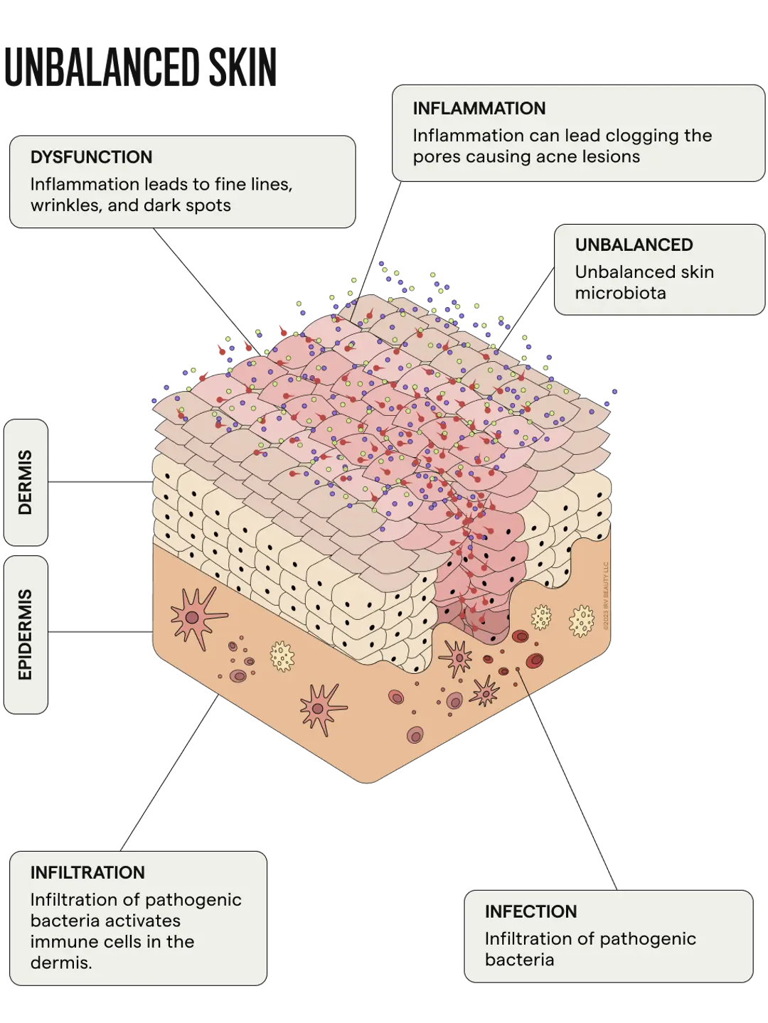 Biome Balancing Serum