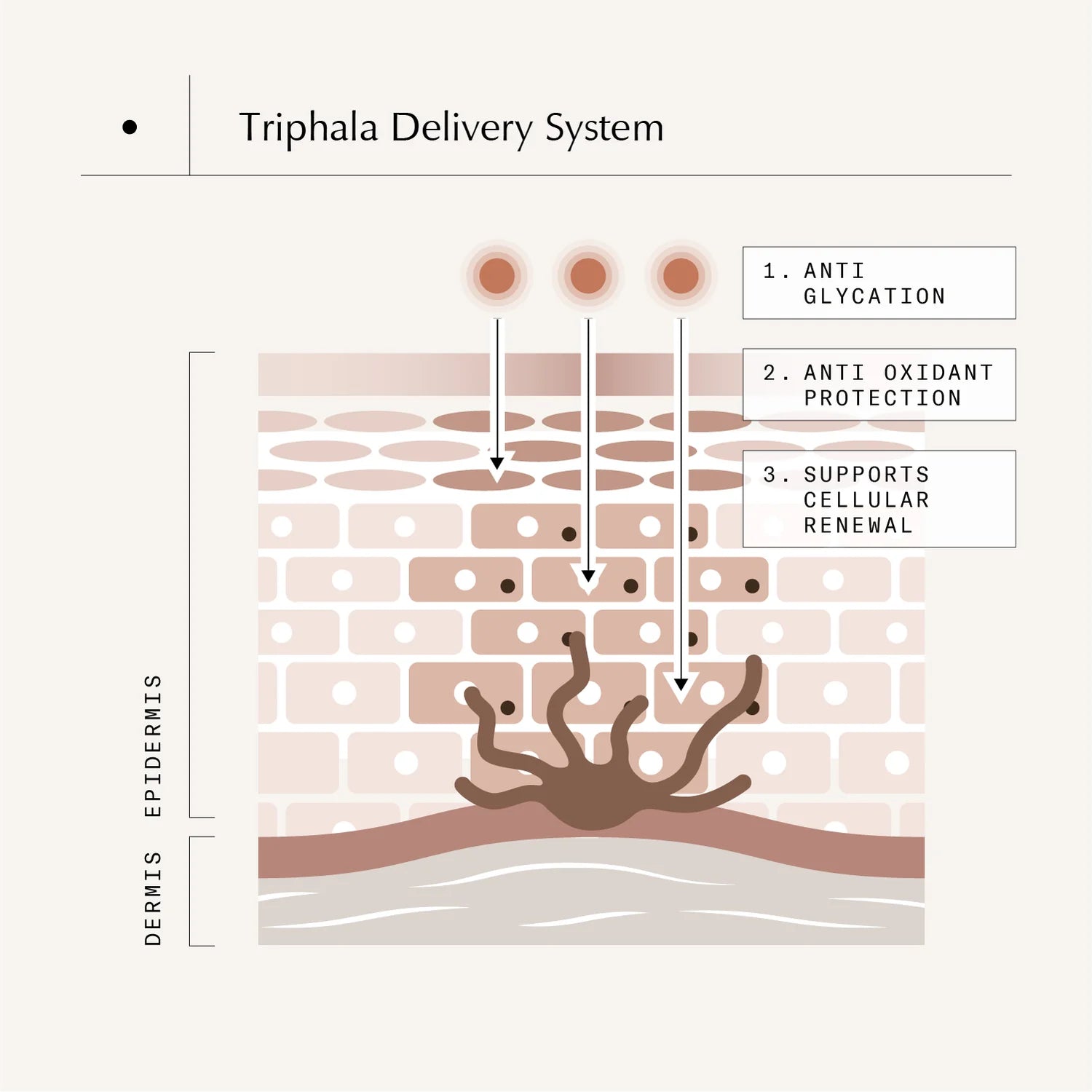Triphala Pigmentation Corrector